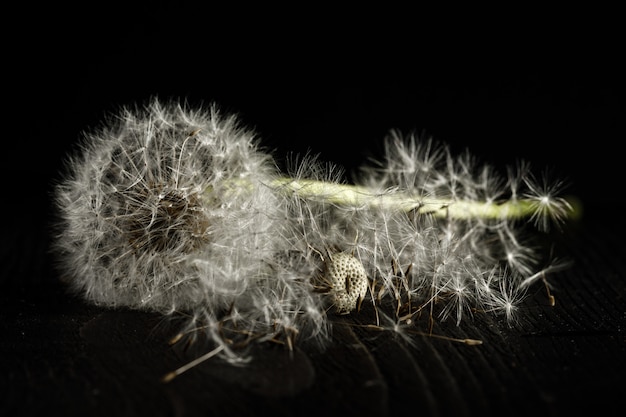 Macrophotographie de pissenlit sur fond noir