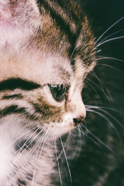 Macrophotographie portrait d&#39;un gros visage de chat mignon