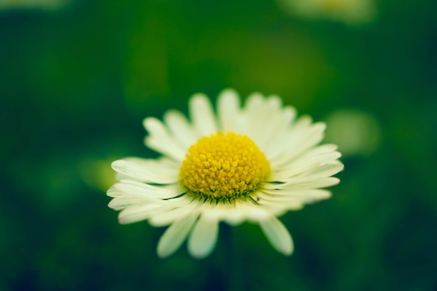 Macrophotographie premium, fond d'écran de fleurs