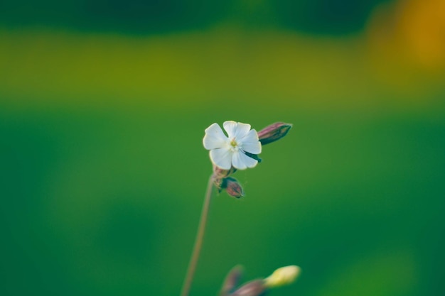 Macrophotographie premium, fond d'écran de fleurs