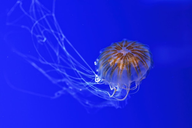 Macrophotographie sous l'ortie de la mer du Nord ou méduse méduse brune