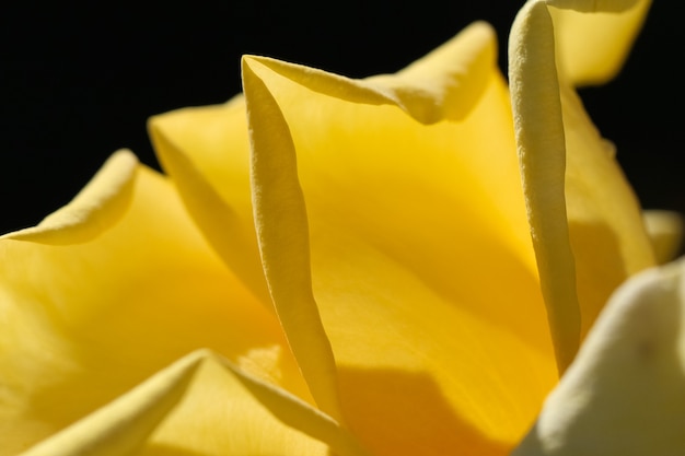 Macrophotographie de texture de fond jaune naturel de pétales de rose jaune au soleil