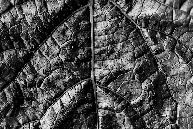 Photo macrophotographie d'une veine botanique complexe des feuilles