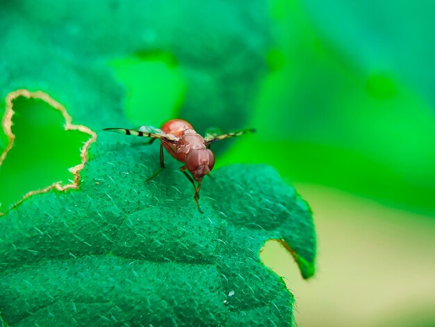 macrophotographie