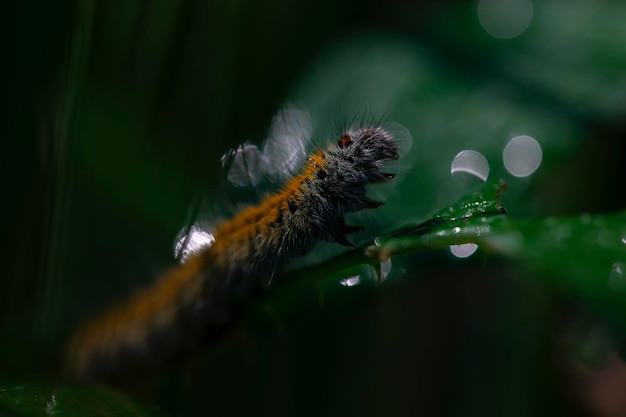 Macrothylacia rubi caterpillar sur une branche de ronce avec un arrière-plan flou de gouttes de rosée à l'aube