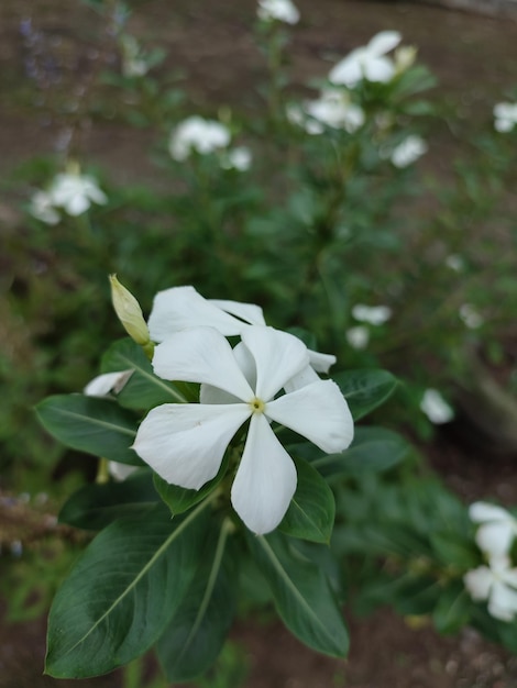 Madagascar Les fleurs et les plantes de la perruque dans le jardin