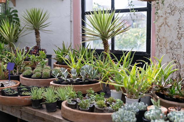 Magasin de plantes confortable avec pots de fleurs sur vitrine en bois maison studio de design floral petite entreprise