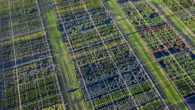 Magasinez avec une large gamme de plantes ornementales pour l'aménagement paysager. Vue de drone. Grand assortiment de plantes conifères, feuillues et à fleurs.