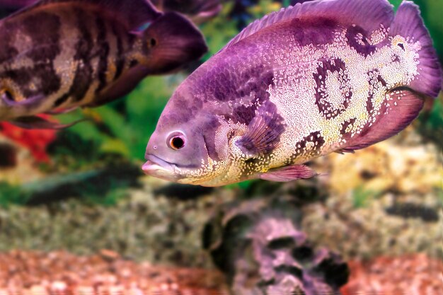 mage d'un beau poisson d'aquarium Astronotusa