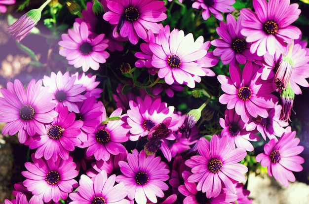 Photo magenta bicolore, fond hybride péricallien. fleurs violettes et violettes. espace de copie.