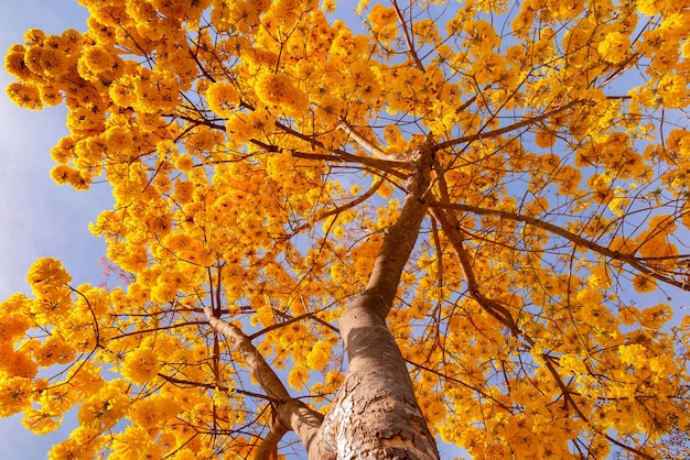 Magnifique arbre ipé jaune contre le ciel bleu le Golden Trumpet Tree Handroanthus albus