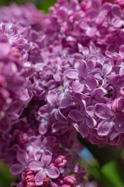 Magnifique bouquet frais de lilas pourpre sur le buisson. Arbuste de jardin, floraison printanière, arôme frais. Flou sélectif, faible profondeur de champ.