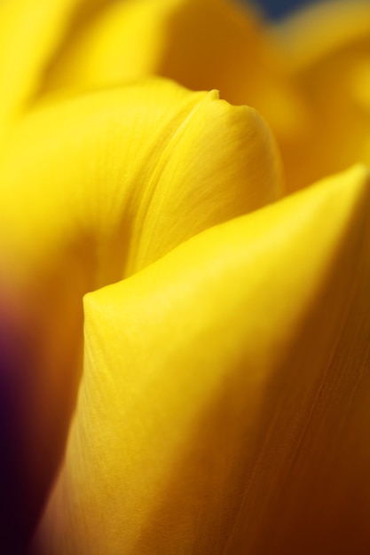 Magnifique bouquet de tulipes photo macro gros plan lumineux