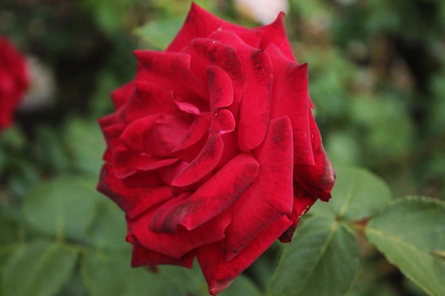 Le magnifique bouton de rose écarlate joue au soleil