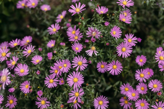 Magnifique buisson de fleurs violettes