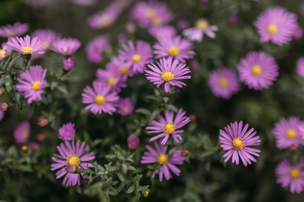 Magnifique buisson de fleurs violettes