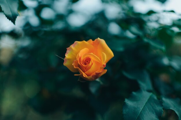 Magnifique buisson de roses jaunes dans un jardin de printemps. Jardin de roses.