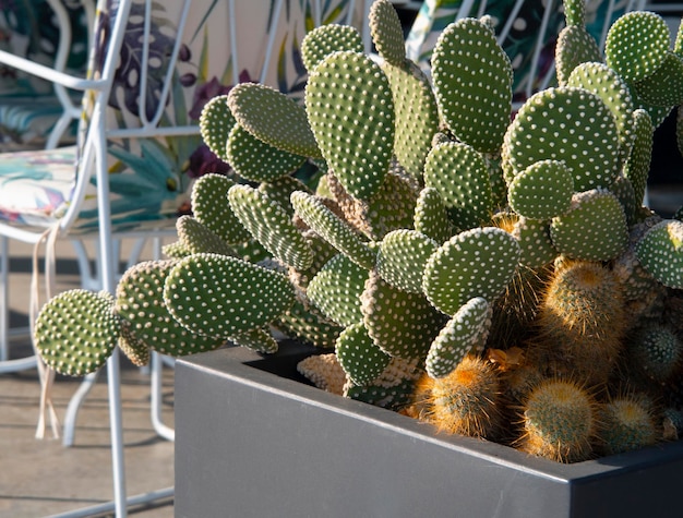 Magnifique cactus Opuntia microdasys en Grèce