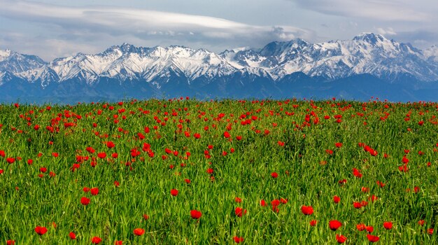 Photo magnifique champ de coquelicots fin mai