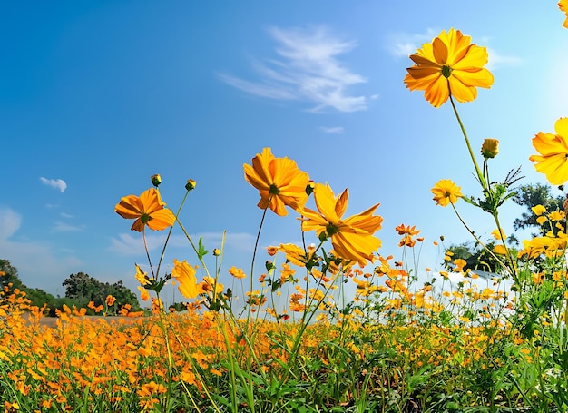 Magnifique champ de fleurs de Cosmos de soufre ou de Cosmos jaune avec un ciel bleu au soleil près de la rivière