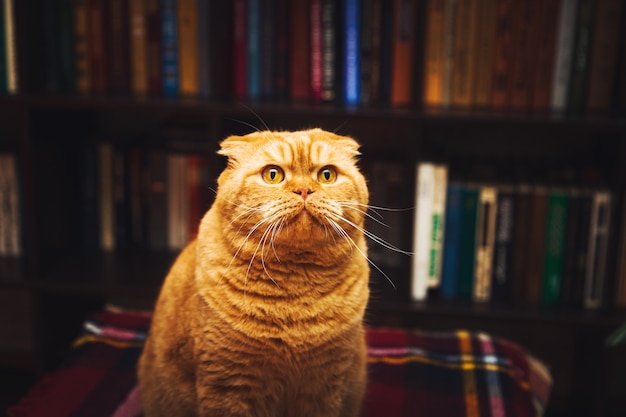 Magnifique chat roux britannique à poil court. Intérieur de la bibliothèque à domicile.