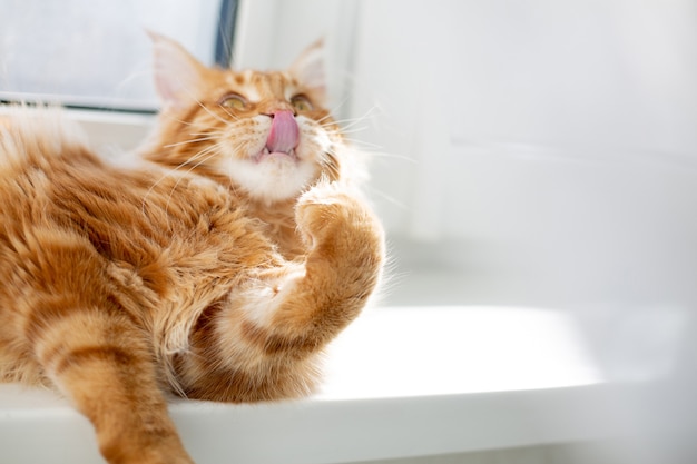 Magnifique chaton mainecoon au gingembre se léchant le nez. Espace pour le texte