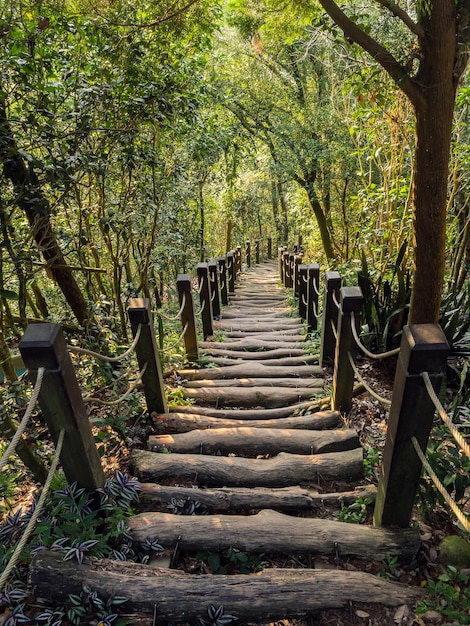 Le magnifique chemin de montagne entouré d'arbres