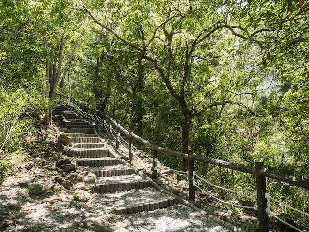 Le magnifique chemin de montagne entouré d'arbres.