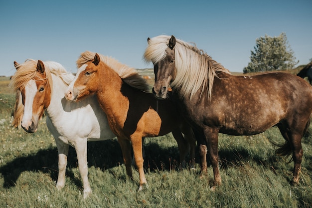 Magnifique cheval islandais blonde, poney, profilé