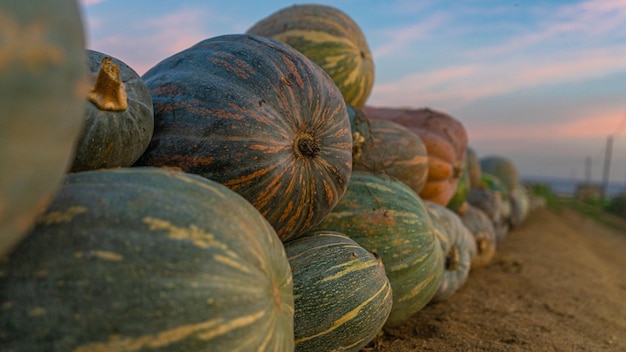 Magnifique coucher de soleil photographiant ces citrouilles dans le coin du champ