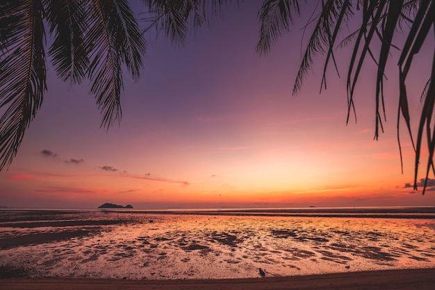 Magnifique coucher de soleil Silhouette cocotier