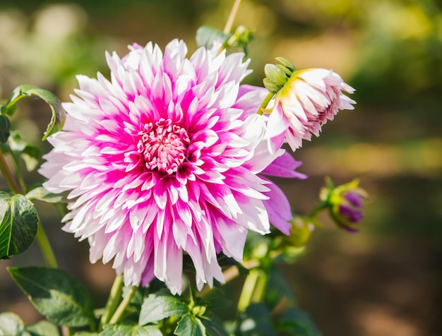 Un magnifique dahlia rose dans le jardin botanique Fleur d'automne rose