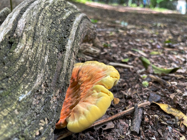 Magnifique étagère jaune et orange