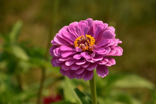 Magnifique fleur de dahlia rose qui fleurit un jour d'été.