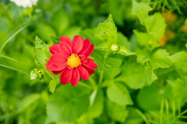 Magnifique fleur de dahlia rouge dans le jardin Belle photo de dahlia rouge Fond d'écran de fleur sur fond naturel vert été automne jardin botanique