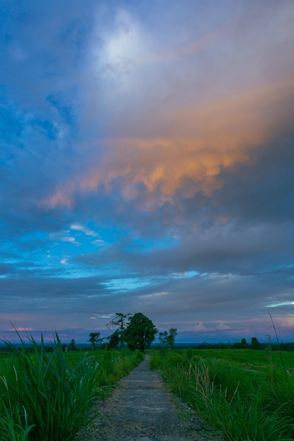 Le magnifique fond de paysage naturel de l'Indonésie Vue du matin dans les rizières avec le ciel de comulus