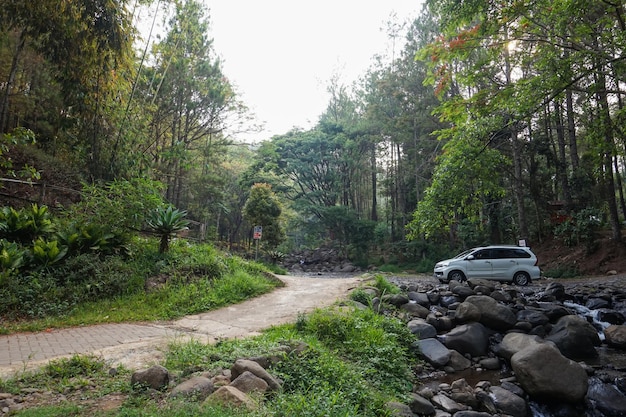 Photo la magnifique forêt de pins de bedengan malang, en indonésie