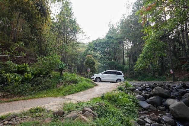 Photo la magnifique forêt de pins de bedengan malang, en indonésie