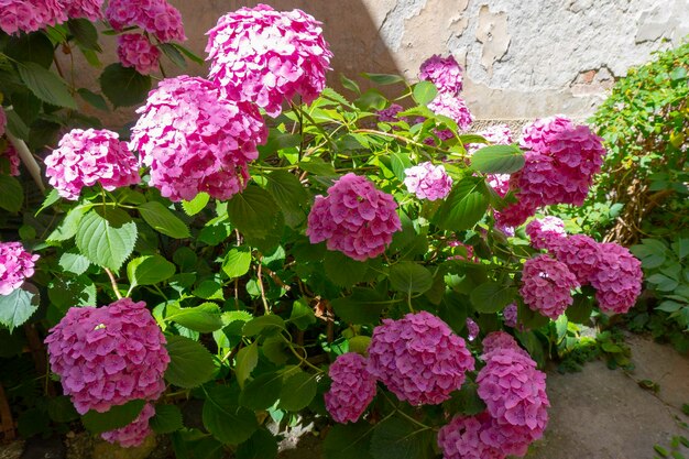 Magnifique hortensia français rose macrophylla