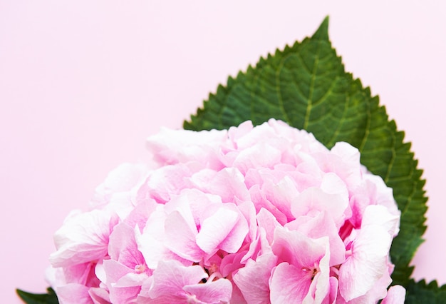 Magnifique hortensia rose