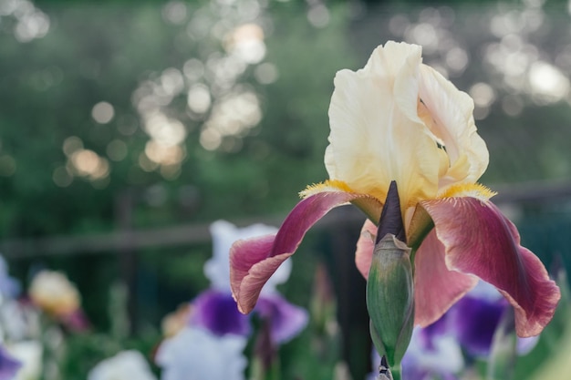 Magnifique Inflorescence D'iris De Fleurs Jaunes Et Bordeaux Fleurissant Dans Le Jardin Jardinage Et Horticulture