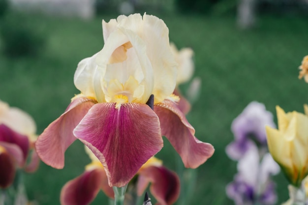 Magnifique inflorescence d'iris de fleurs jaunes et bordeaux fleurissant dans le jardin Jardinage et horticulture