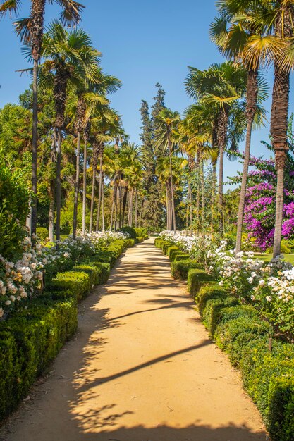 Magnifique jardin fleuri avec palmiers et divers arbres lors d'une journée d'été tropicale ensoleillée