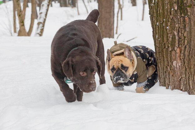 Un magnifique labrador au chocolat se promène dans un parc enneigé.