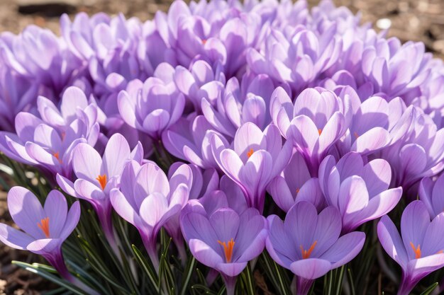 La magnifique lavande Saffron Crocus est en fleurs