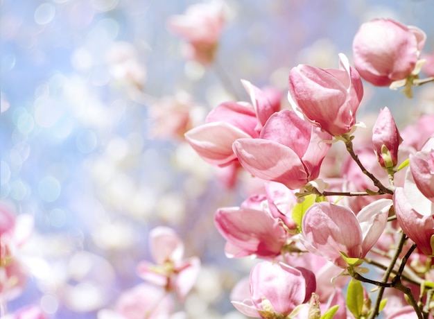 Magnifique magnolia en fleurs au printemps.