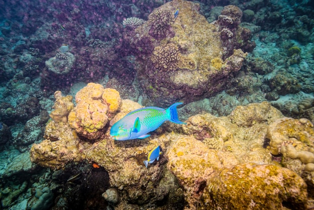 Le magnifique monde sous-marin des Maldives