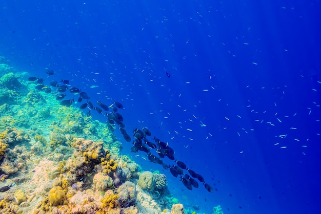 Le magnifique monde sous-marin des Maldives