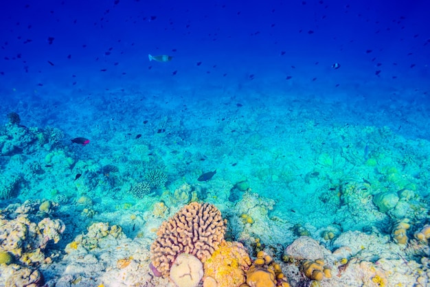 Le magnifique monde sous-marin des Maldives