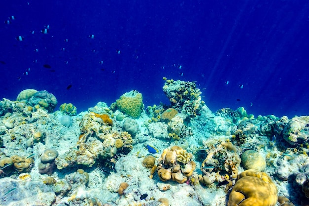 Le magnifique monde sous-marin des Maldives